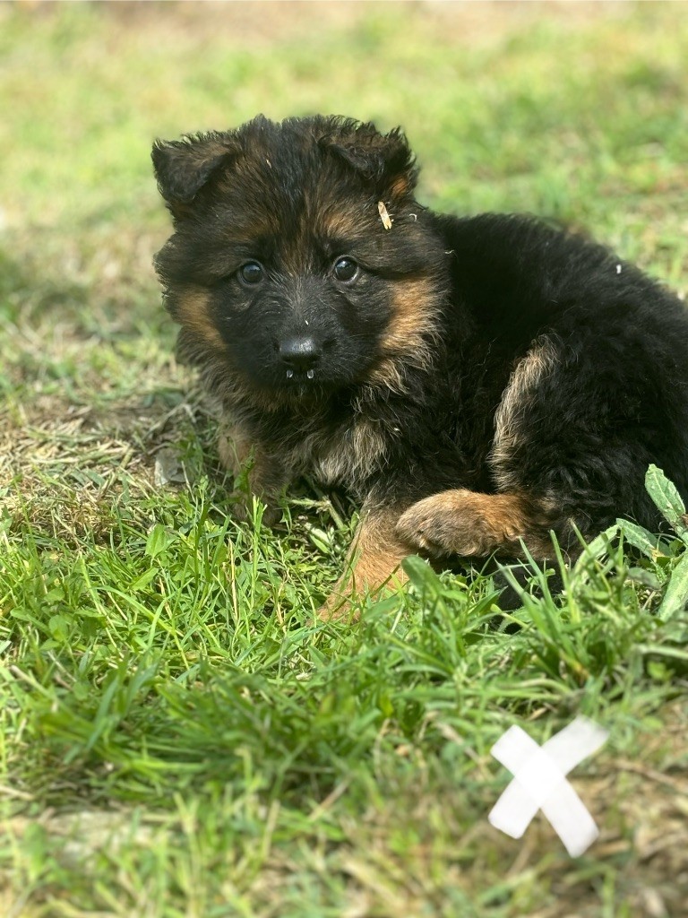 des Gardiens du Palais - Chiot disponible  - Berger Allemand Poil Long