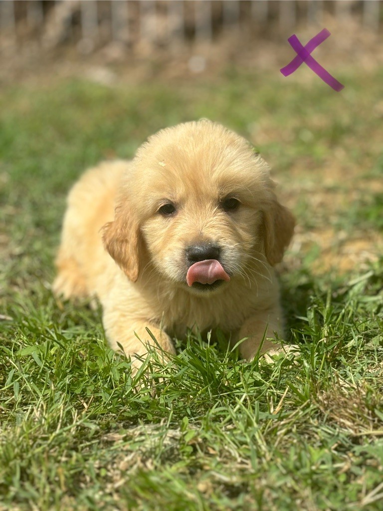 des Gardiens du Palais - Chiot disponible  - Golden Retriever