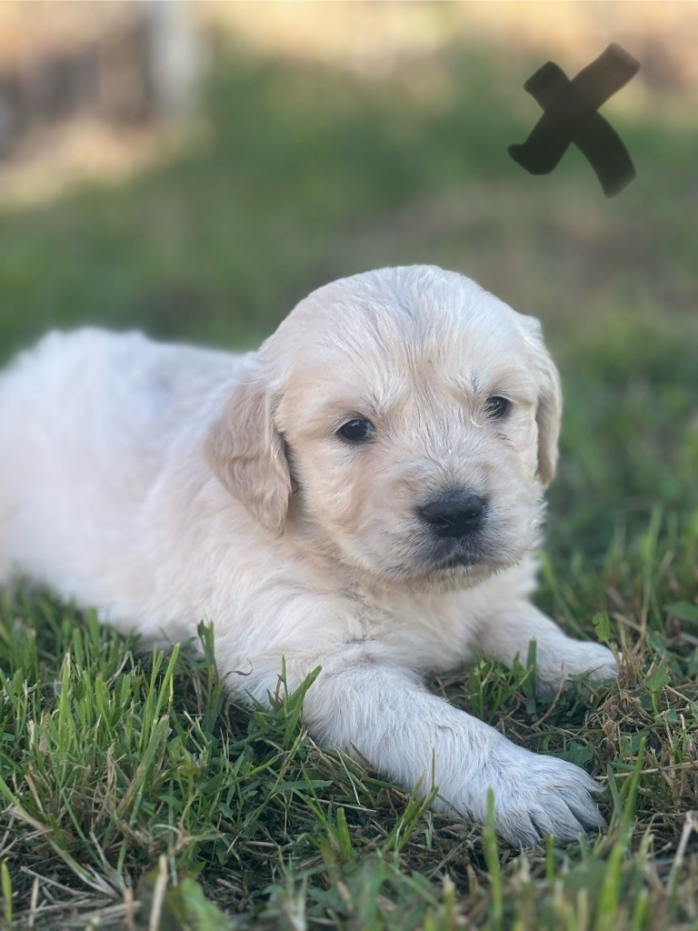 des Gardiens du Palais - Chiot disponible  - Golden Retriever