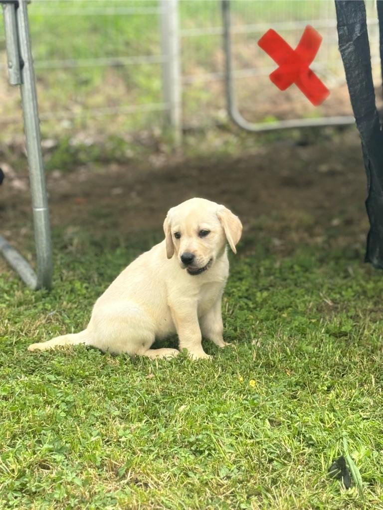 des Gardiens du Palais - Chiot disponible  - Labrador Retriever