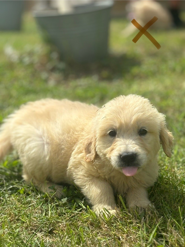 des Gardiens du Palais - Chiot disponible  - Golden Retriever