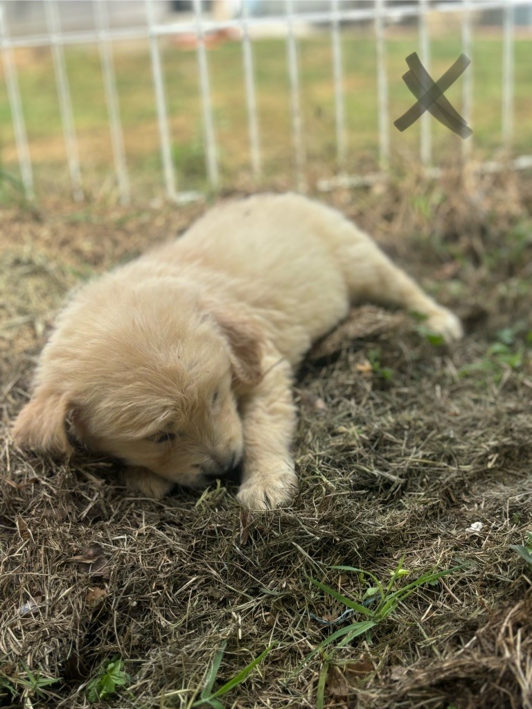 des Gardiens du Palais - Chiot disponible  - Golden Retriever