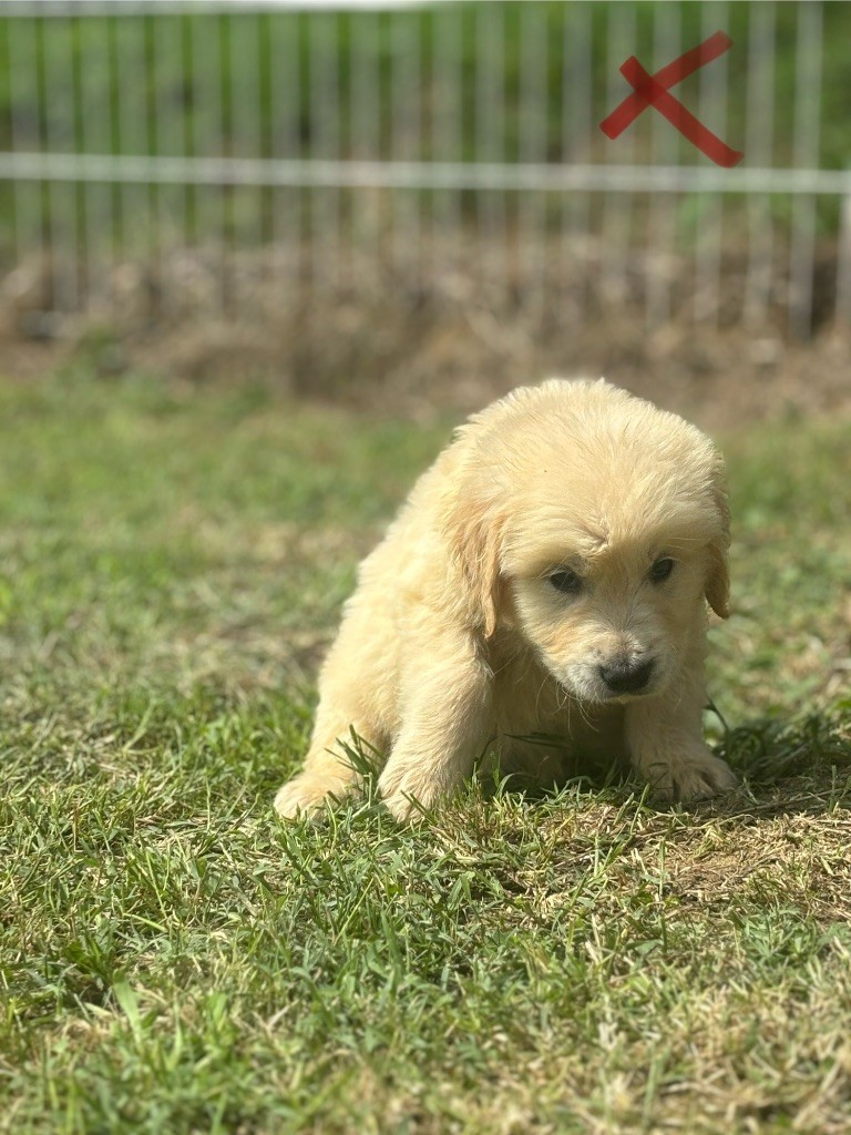 des Gardiens du Palais - Chiot disponible  - Golden Retriever