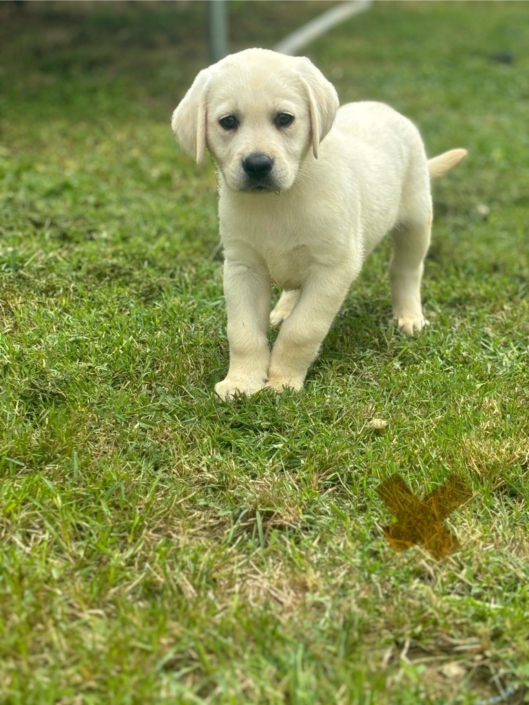 des Gardiens du Palais - Chiot disponible  - Labrador Retriever