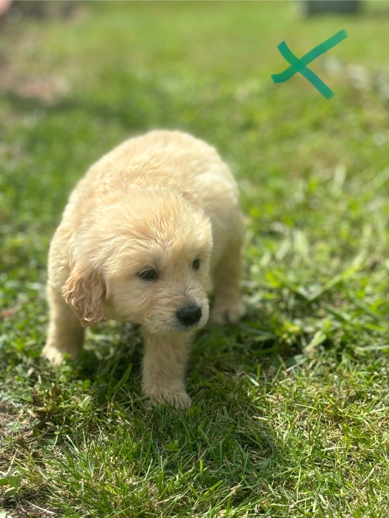 des Gardiens du Palais - Chiots disponibles - Golden Retriever