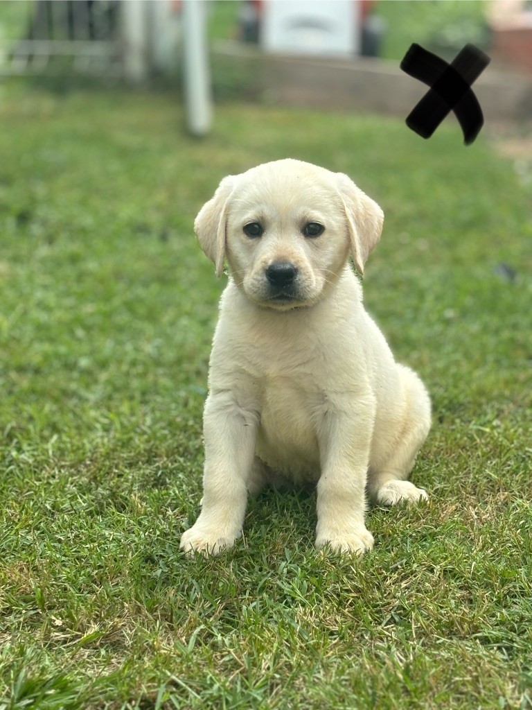 des Gardiens du Palais - Chiots disponibles - Labrador Retriever